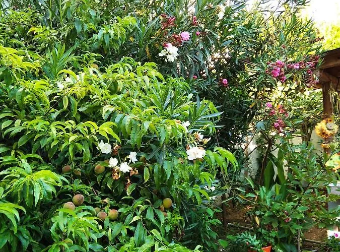 Alekos Λιμένας